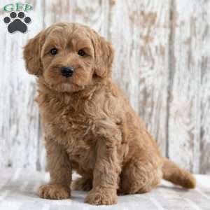 Scott, Mini Goldendoodle Puppy